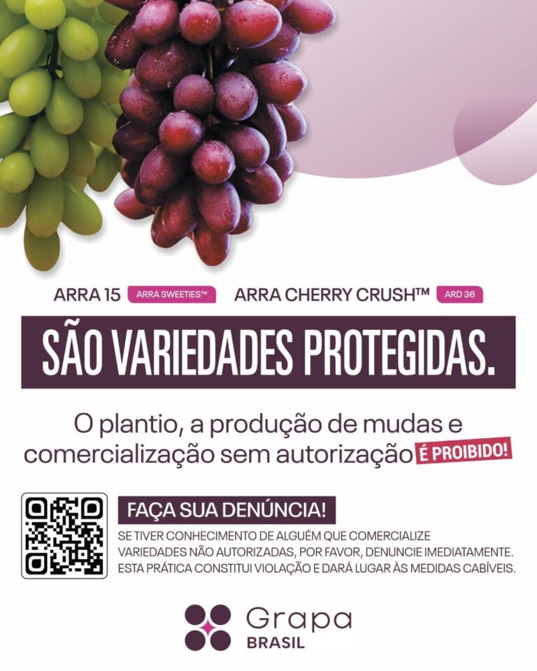 notícia variedade de uvas